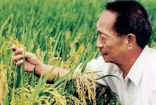 雜交水稻和轉(zhuǎn)基因水稻的區(qū)別是什么?雜交水稻什么時(shí)候問(wèn)世?
