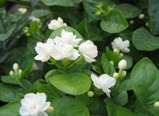 茉莉花如何防治病蟲害?剛買的茉莉花選多大盆?