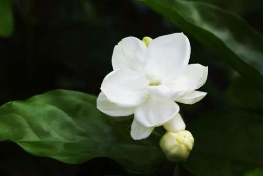 冬天茉莉為什么不開花?茉莉花繁殖的方法是什么?
