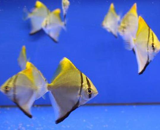 魚腹水用什么藥最好?魚肚子鼓脹導(dǎo)致死亡是怎么引起的