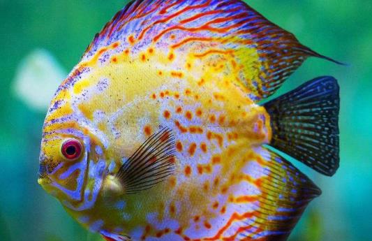 魚腹水用什么藥最好?魚肚子鼓脹導(dǎo)致死亡是怎么引起的