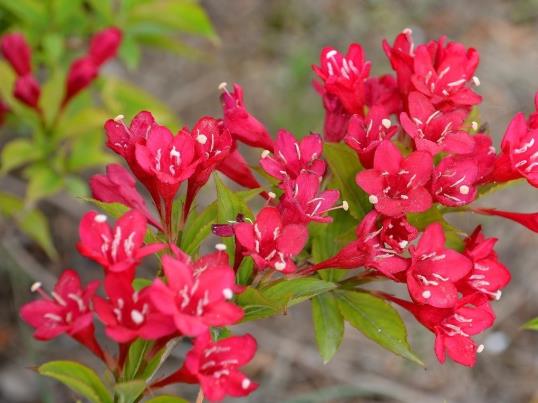錦帶花開(kāi)一次多久會(huì)落?錦帶花休眠期要不要澆水