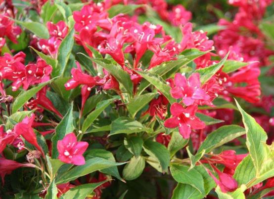 錦帶花開(kāi)一次多久會(huì)落?錦帶花休眠期要不要澆水
