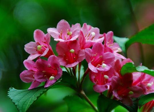 錦帶花開(kāi)一次多久會(huì)落?錦帶花休眠期要不要澆水