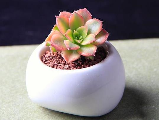 多肉植物在家應該怎么養?多肉水培應注意什么
