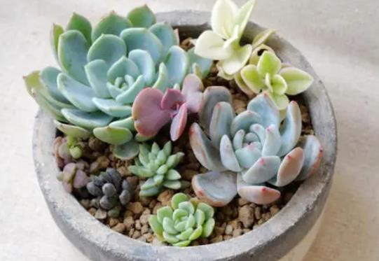 多肉植物在家應該怎么養?多肉水培應注意什么