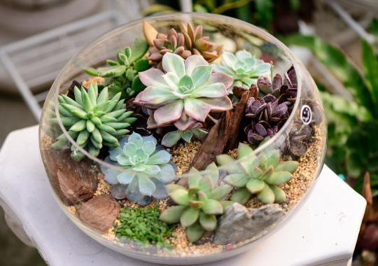 多肉植物在家應該怎么養?多肉水培應注意什么