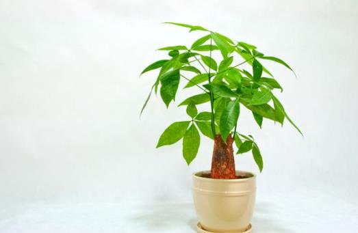 剛買的發財樹要澆水嗎?發財樹怎樣才能讓葉子更綠