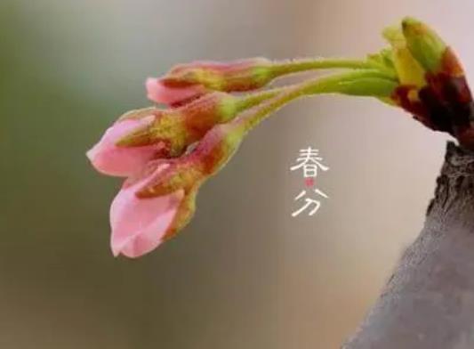 清明節是春分后多少天?2022年春分過后白天長還是黑夜長