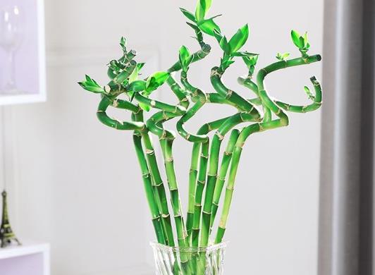 養富貴竹養單的好還是雙的好?富貴竹不生根怎么辦