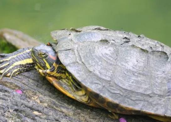 烏龜什么時(shí)候冬眠?烏龜和魚可以同時(shí)在魚缸里養(yǎng)嗎