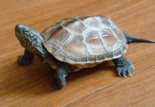 幼小烏龜要放多少水合適?龜魚混養注意事項