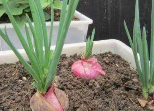 洋蔥發芽了怎么種?大棚里怎么培育洋蔥苗