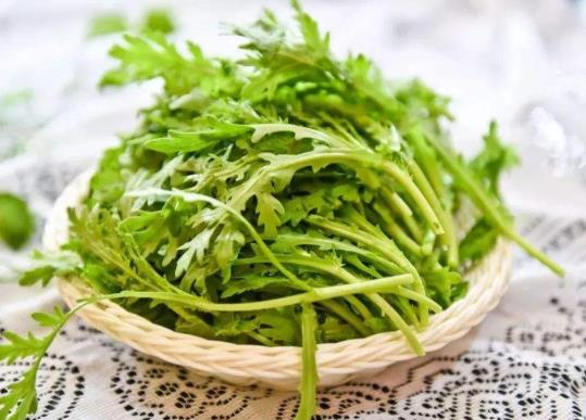 茼蒿菜的種子要幾天才能發芽?如何種植茼蒿