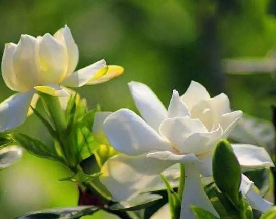 盆栽的梔子花能長多高?梔子花的養(yǎng)護方法有哪些