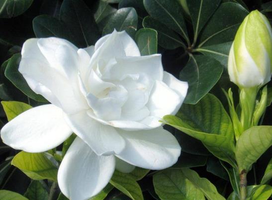 盆栽的梔子花能長多高?梔子花的養(yǎng)護方法有哪些