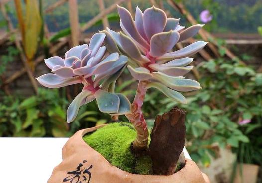 多肉葉子長出厚粉霜好不好?多肉植物養護要注意什么