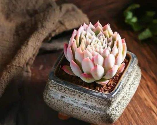 多肉發(fā)的小苗怎么澆水好?多肉小苗養(yǎng)到大要多長(zhǎng)時(shí)間