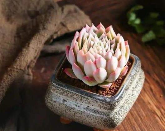 多肉根部黑腐怎么處理?多肉的葉片干枯發(fā)黃是咋回事