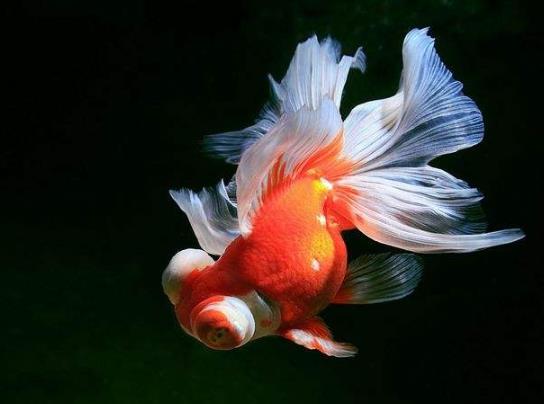 養(yǎng)金魚的自來水要曬嗎?金魚為什么會沉到水底下