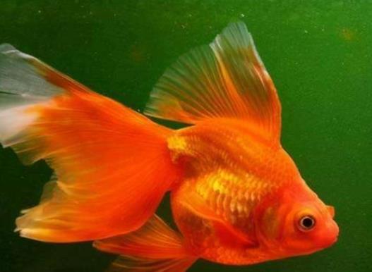 養(yǎng)金魚的自來水要曬嗎?金魚為什么會沉到水底下