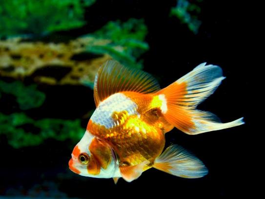 金魚可以加溫養嗎?金魚失鰾怎么補救