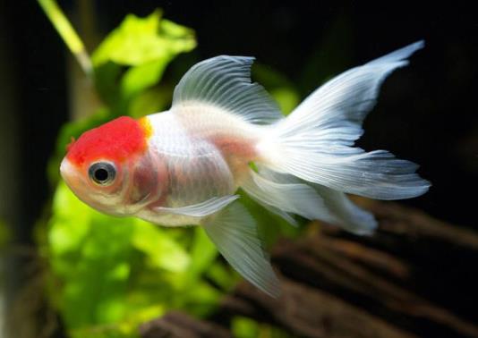 金魚可以加溫養嗎?金魚失鰾怎么補救