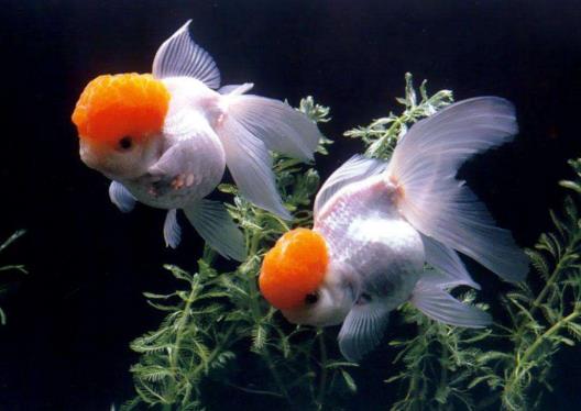 養金魚沒有氧氣泵怎么辦?金魚怎么分公母