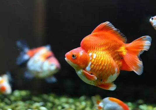 天氣熱了怎么防止魚死?魚缸怎么去除腥味比較好