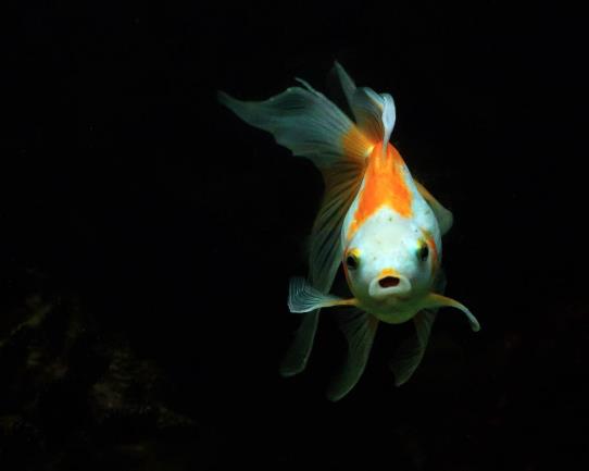 養金魚沒有氧氣泵怎么辦?金魚怎么分公母