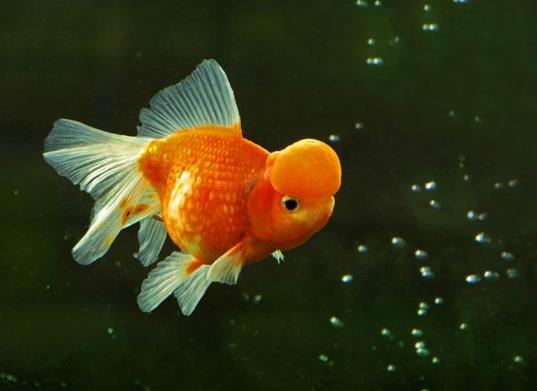 金魚遇到高溫會怎么樣?金魚失鰾是咋回事