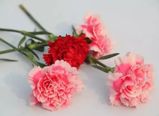 醒花什么狀態可以不用醒了?醒花能放在暖氣屋嗎