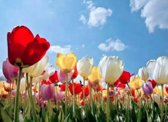 水培郁金香多久開(kāi)花?水培郁金香會(huì)反復(fù)生長(zhǎng)嗎
