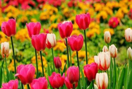 水培郁金香多久開(kāi)花?水培郁金香會(huì)反復(fù)生長(zhǎng)嗎