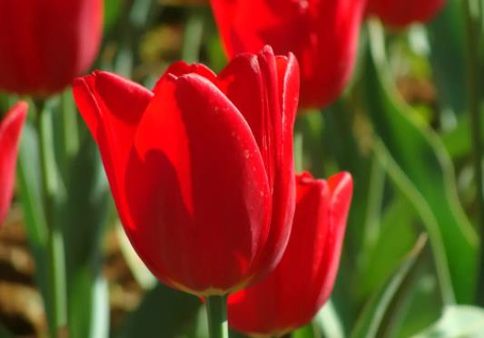 水培郁金香多久開(kāi)花?水培郁金香會(huì)反復(fù)生長(zhǎng)嗎