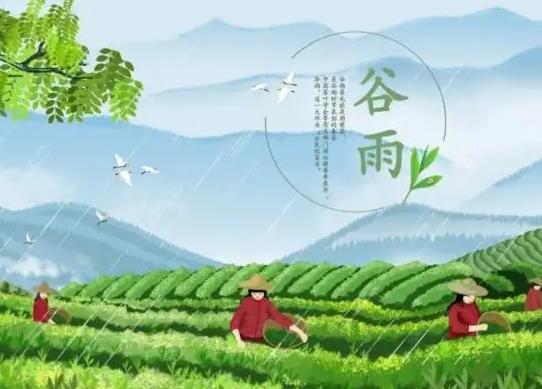 谷雨前后種什么農作物?2022年谷雨是哪一天