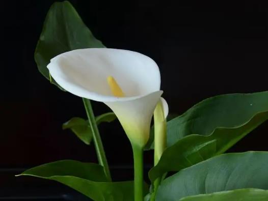 馬蹄蓮適合室內(nèi)養(yǎng)嗎?馬蹄蓮中毒怎么辦