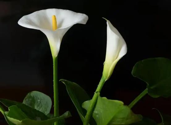 馬蹄蓮適合室內(nèi)養(yǎng)嗎?馬蹄蓮中毒怎么辦