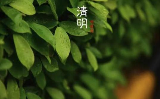 清明節遷墳有什么講究?清明節上墳用幾朵花合適