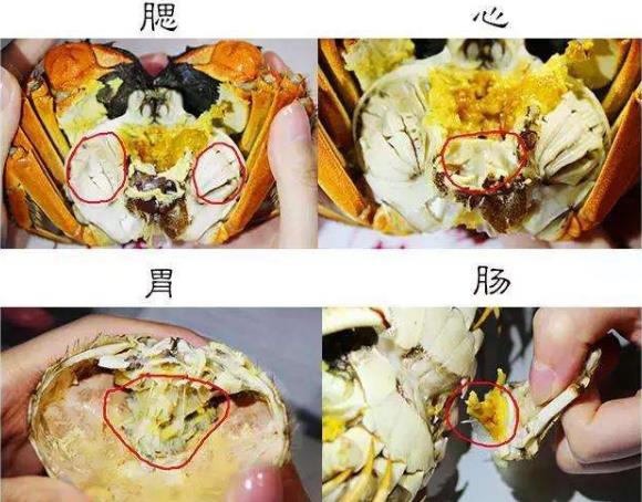 錯吃食物部位會中毒?蘋果、櫻桃有毒部位果核 小龍蝦有毒部位頭腮