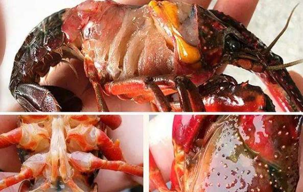 錯吃食物部位會中毒?蘋果、櫻桃有毒部位果核 小龍蝦有毒部位頭腮