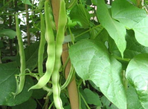 吃了生豆角多久有中毒的癥狀?吃了沒(méi)熟的豆角中毒怎么解毒?