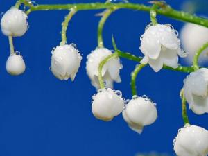 鈴蘭對家居環(huán)境的影響-鈴蘭的風(fēng)水學(xué)應(yīng)用