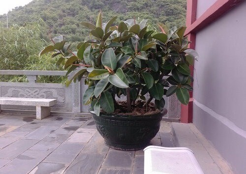 橡皮樹(shù)的養(yǎng)殖方法-橡皮樹(shù)的風(fēng)水學(xué)應(yīng)用