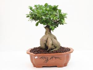人參榕與家居風(fēng)格的搭配-人參榕的風(fēng)水學(xué)應(yīng)用