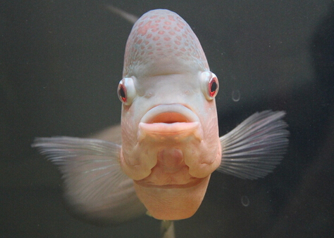 羅漢魚(yú)的品種-羅漢魚(yú)的風(fēng)水學(xué)應(yīng)用