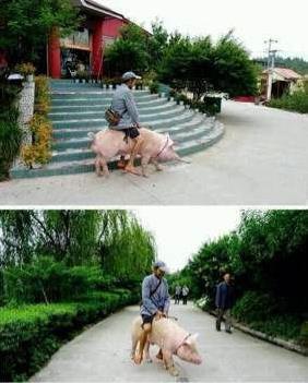 看著大爺遠(yuǎn)去的背影,不禁感慨寶馬 奔馳 勞斯萊斯都弱爆了....這才是真正的環(huán)保,集零排放,無污染,集霸氣,新潮,時(shí)尚,飛豬流于一體。。。