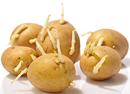 土豆長(zhǎng)芽能吃嗎？吃土豆的食用禁忌