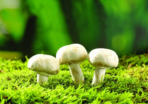 蘑菇富含重金屬有害健康是真的嗎？