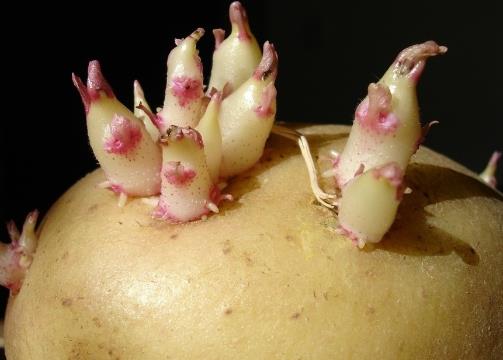 土豆怎么存放不宜發芽？土豆發芽了怎么辦